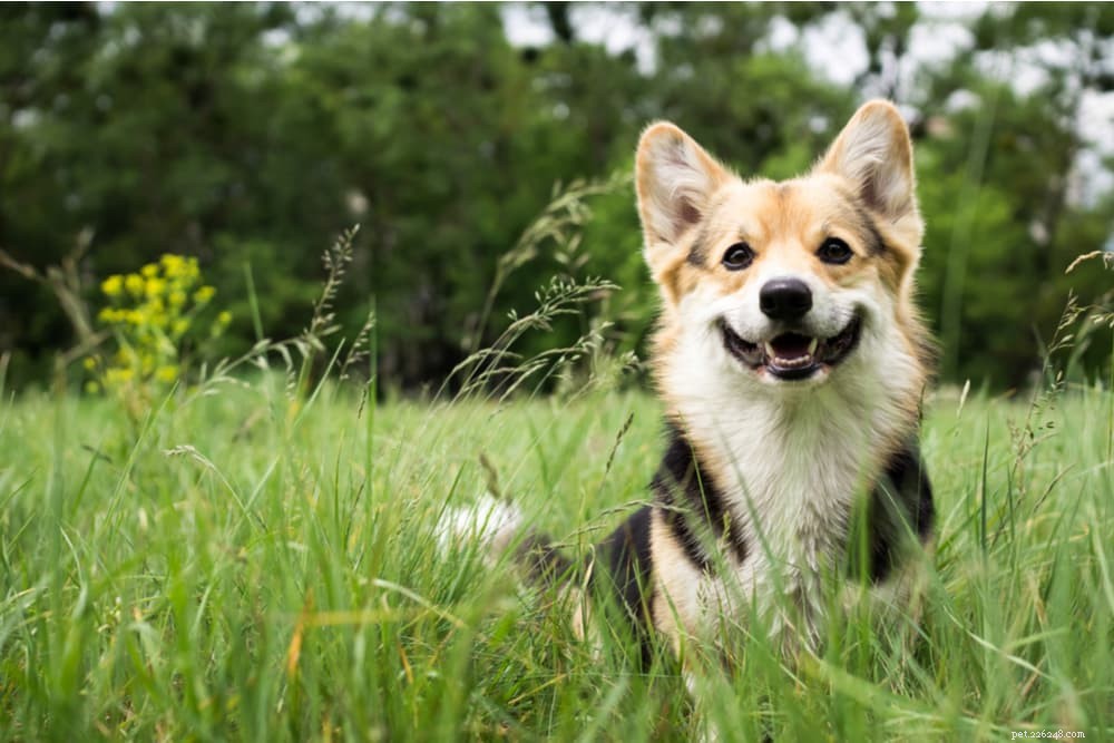 10 самых активных пород собак