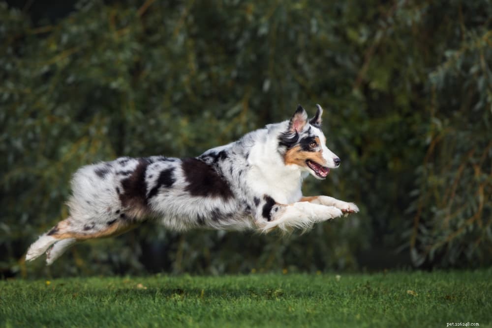 10 langstlevende hondenrassen