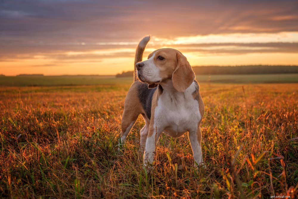 Les 10 races de chiens qui vivent le plus longtemps