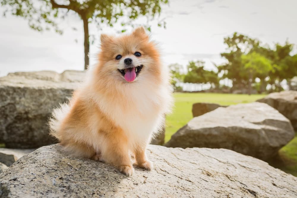 Les 10 races de chiens qui vivent le plus longtemps