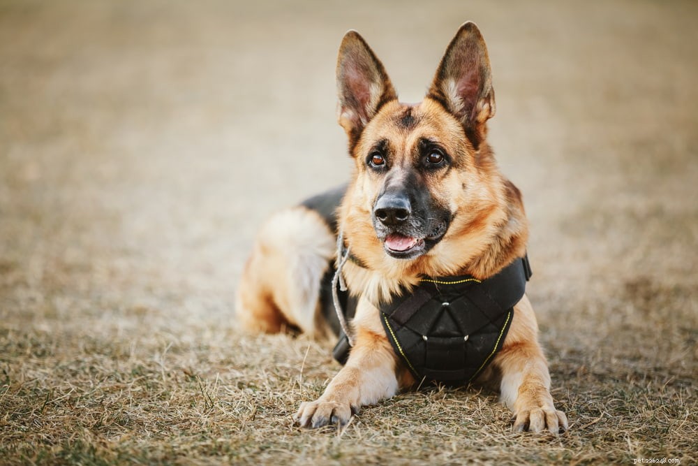 6 plemen policejních psů, která pomáhají při vymáhání práva
