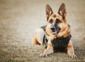 法執行を支援する6つの警察犬の品種 