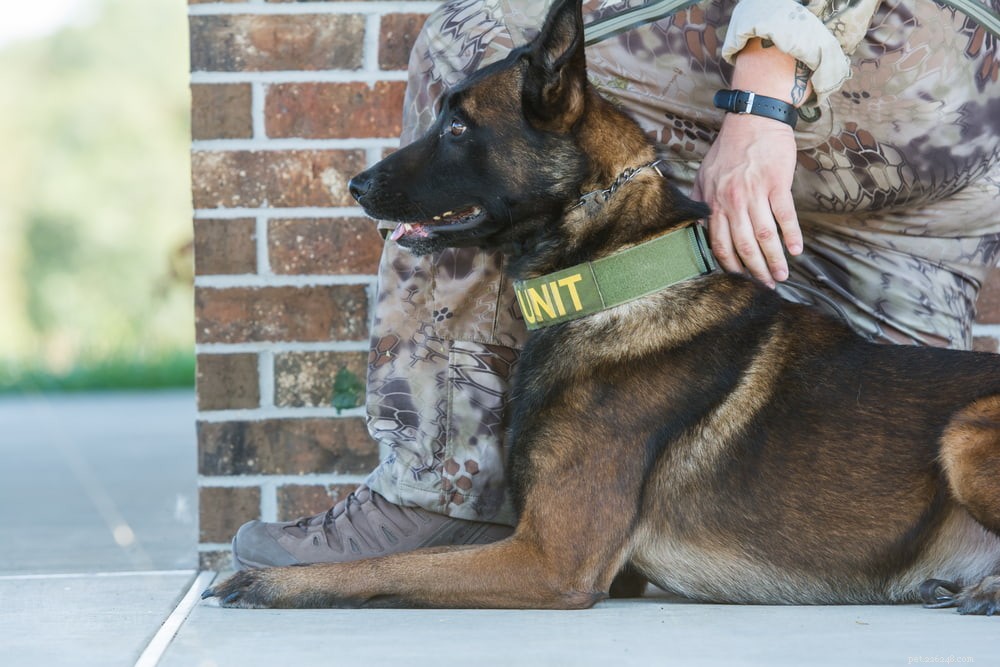 法執行を支援する6つの警察犬の品種 