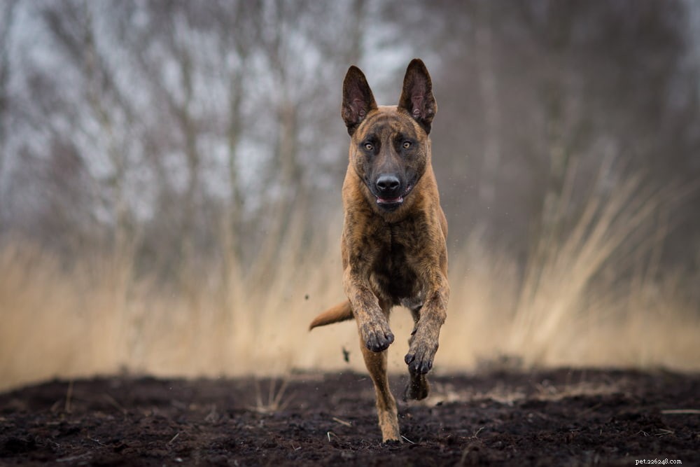 6 raças de cães policiais que ajudam na aplicação da lei