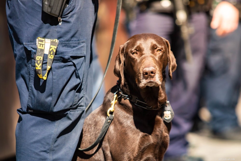 6 races de chiens policiers qui aident les forces de l ordre