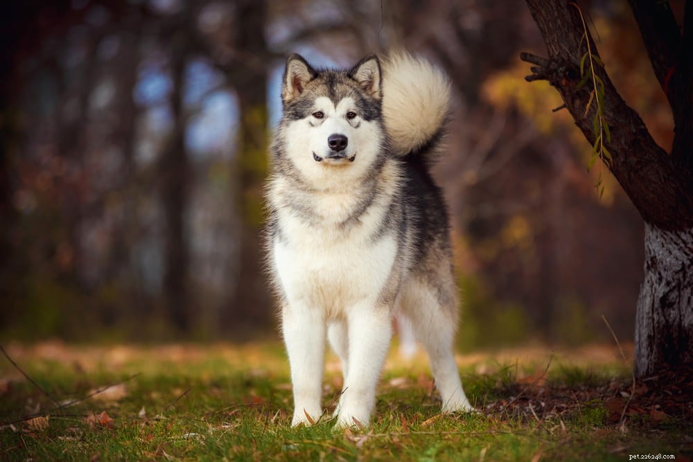 10 пород больших пушистых собак, которых невозможно не обнять
