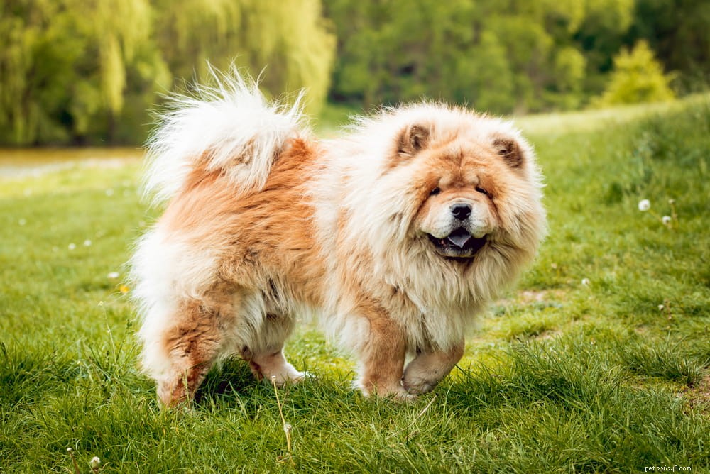 10 stora fluffiga hundraser som du inte kan låta bli att gosa