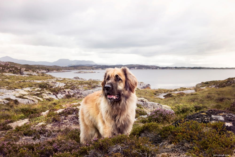10 races de gros chiens moelleux que vous ne pouvez pas vous empêcher de câliner
