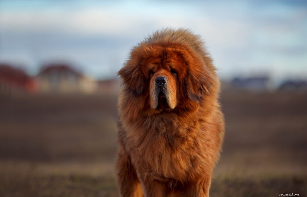 10 stora fluffiga hundraser som du inte kan låta bli att gosa