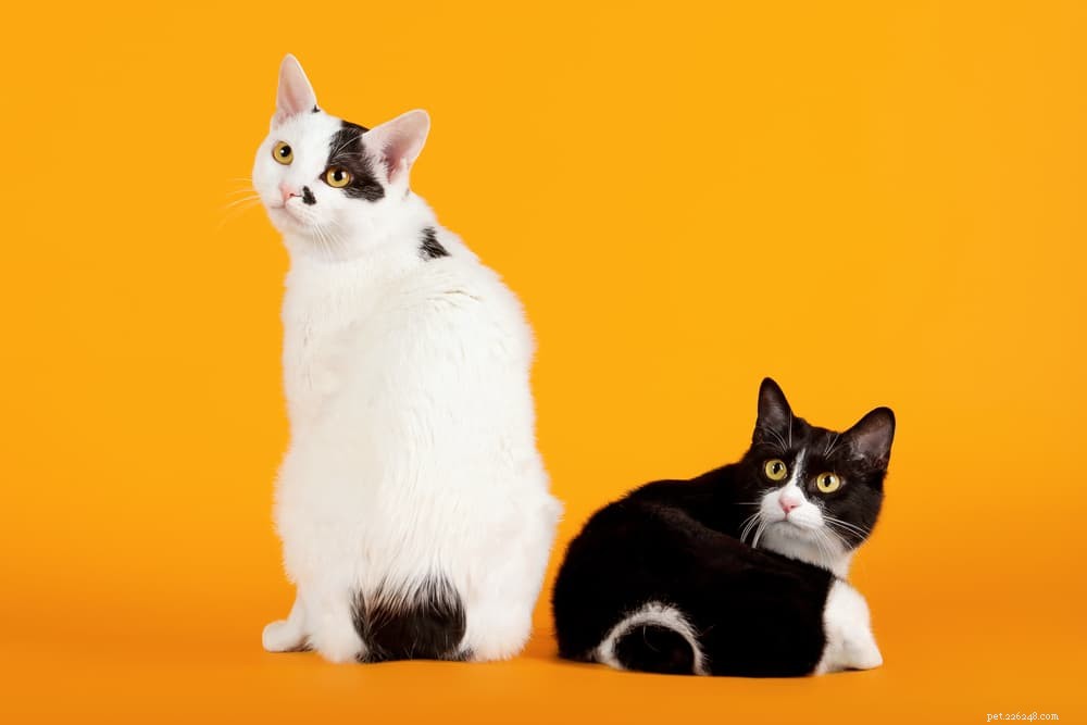 7つの黒と白の猫の品種 