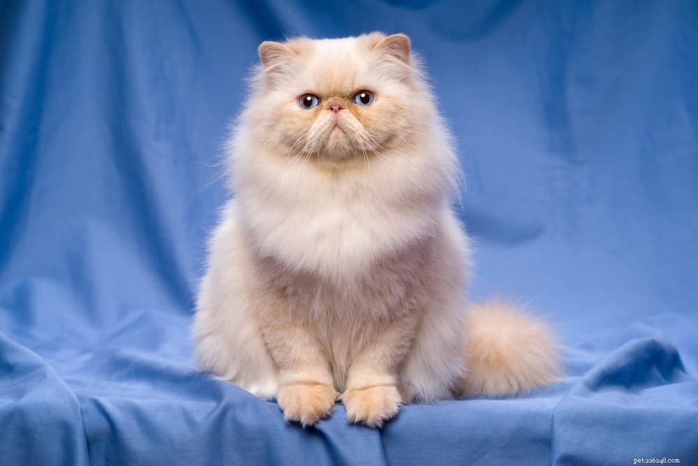 персидская кошка