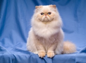 persisk katt