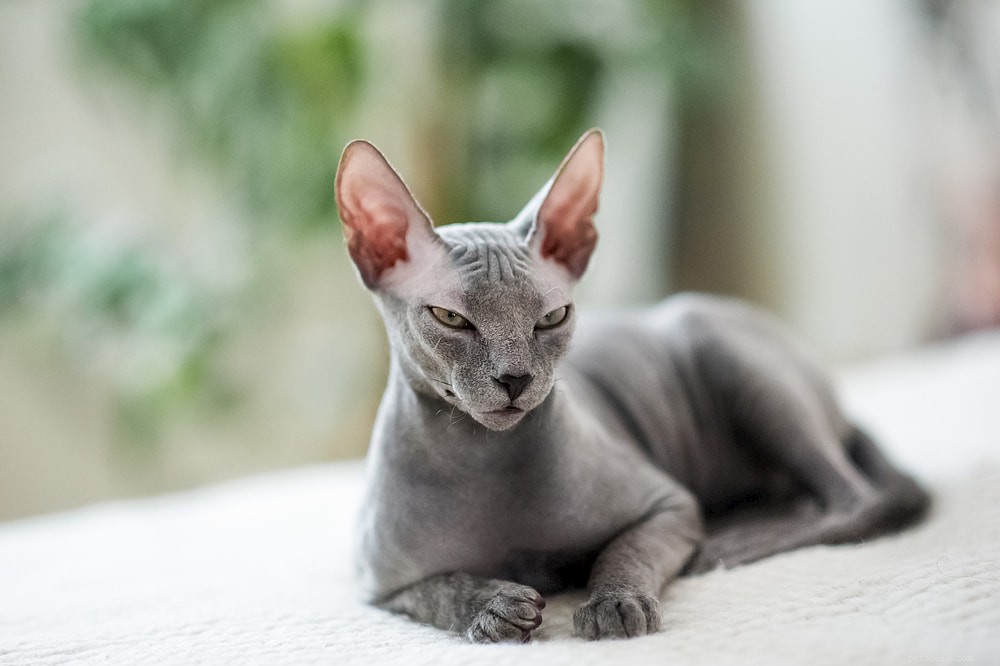 Adoção de gato sem pelo:dicas importantes para trazer para casa um careca