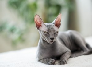 Усыновление лысой кошки:важные советы, как вернуть домой лысого кота