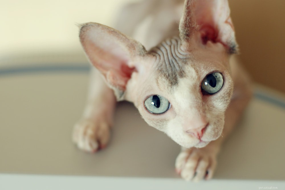 Adopce bezsrsté kočky:Důležité tipy, jak si domů přivést baldyho