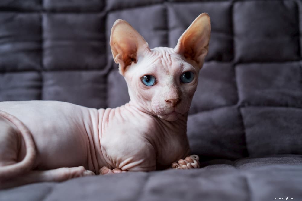 Adoptie van haarloze kat:belangrijke tips om een ​​kale hond thuis te brengen