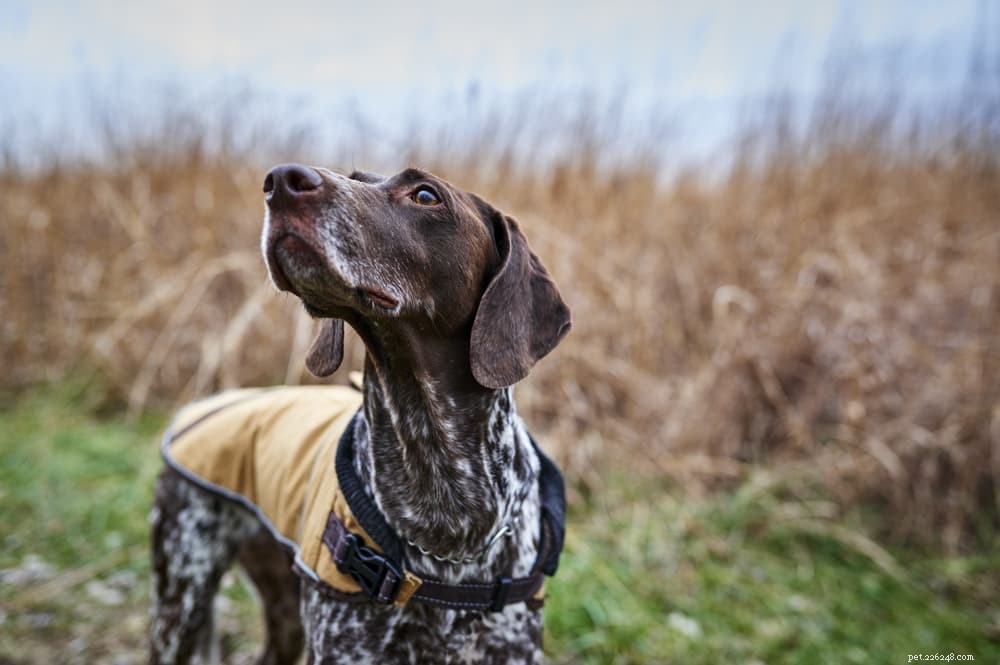33 noms de chiens de chasse pour les canidés aventureux