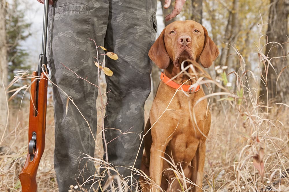 33 nomes de cães de caça para cães aventureiros