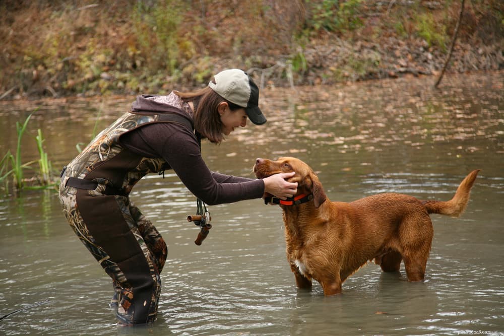 33 noms de chiens de chasse pour les canidés aventureux