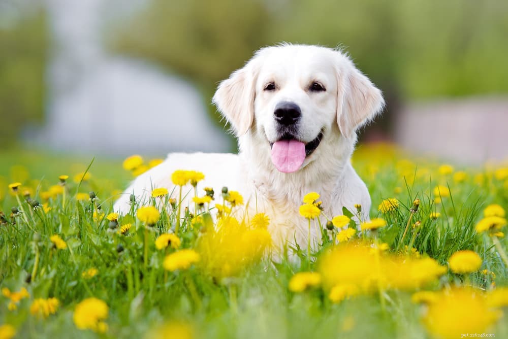 83 bästa blomnamn för hundar