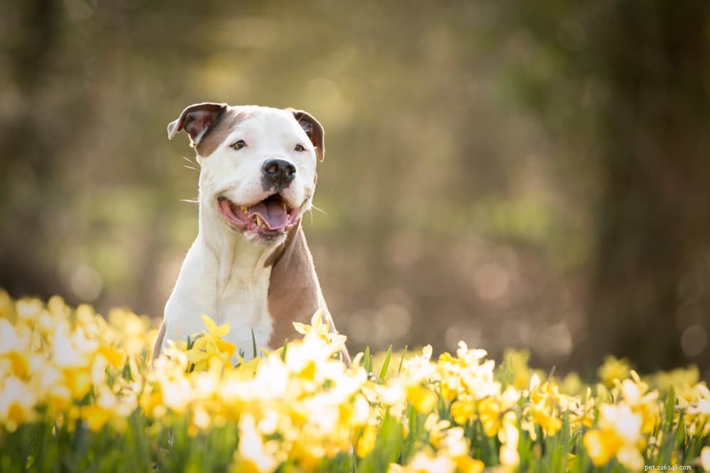 83 beste bloemnamen voor honden