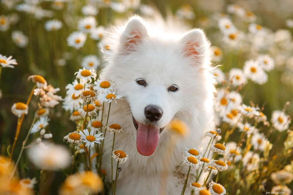 83 лучших цветочных имени для собак