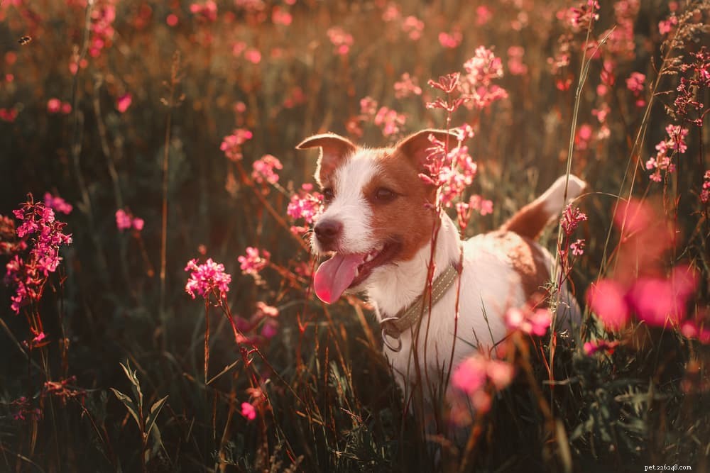 犬のための83の最高の花の名前 