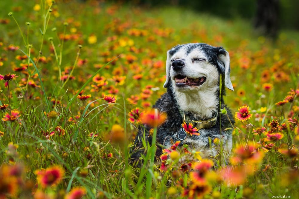 83 melhores nomes de flores para cães