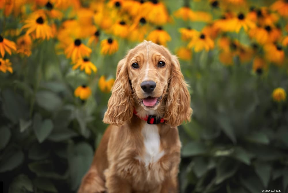 犬のための83の最高の花の名前 