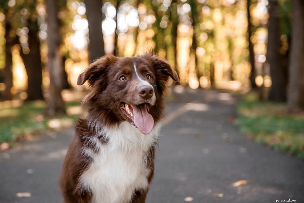79 přírodních psích jmen pro psy milující venku