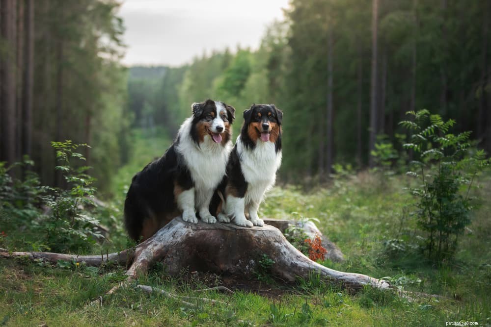 79 natuurhondennamen voor honden die van buiten houden