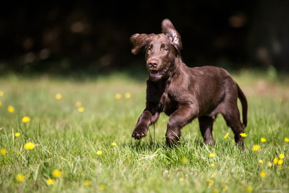 94 noms de chiens bruns pour chiots de couleur chocolat