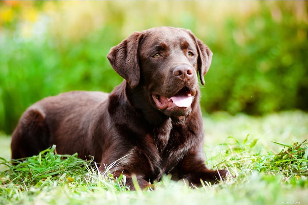 チョコレート色の子犬のための94の茶色の犬の名前 