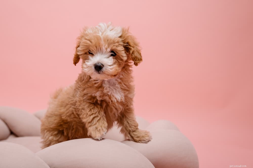 94 nomi di cani marroni per cuccioli color cioccolato