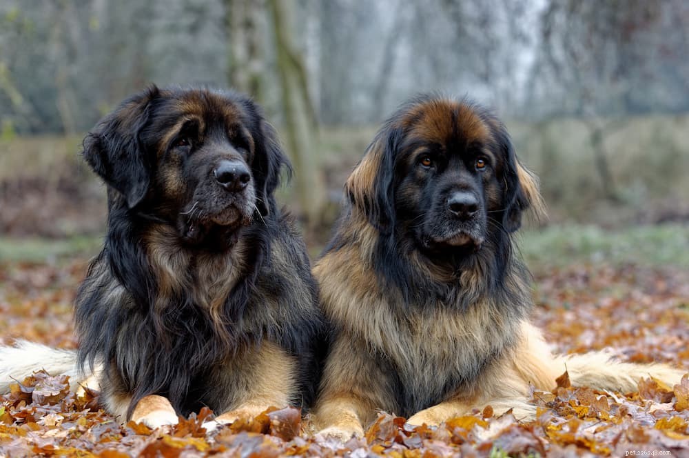 125 německých psích jmen, která jsou fantastická