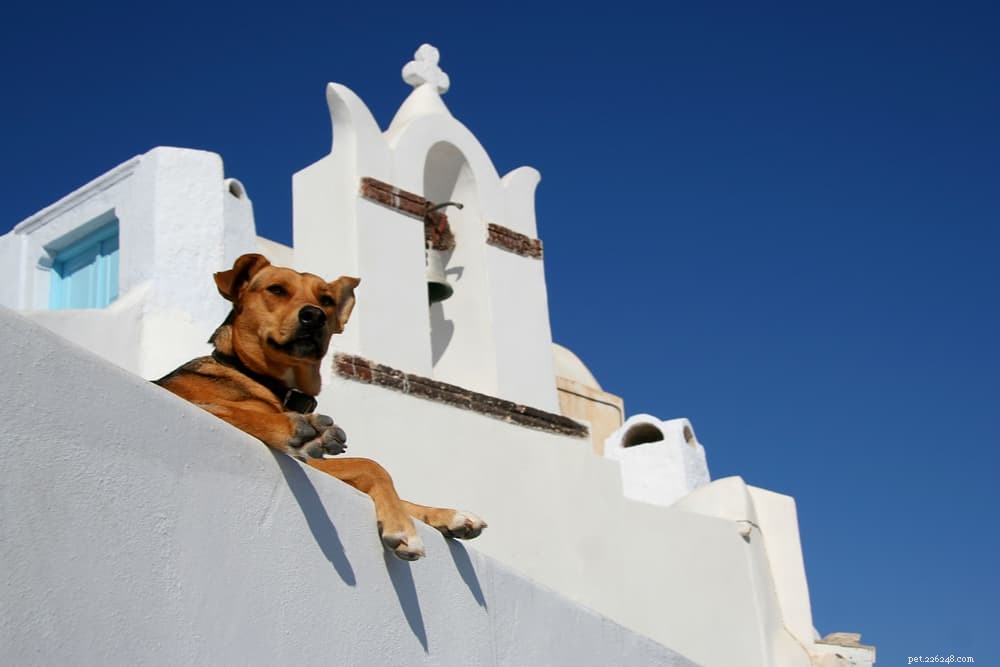 101 noms de chiens grecs incroyables