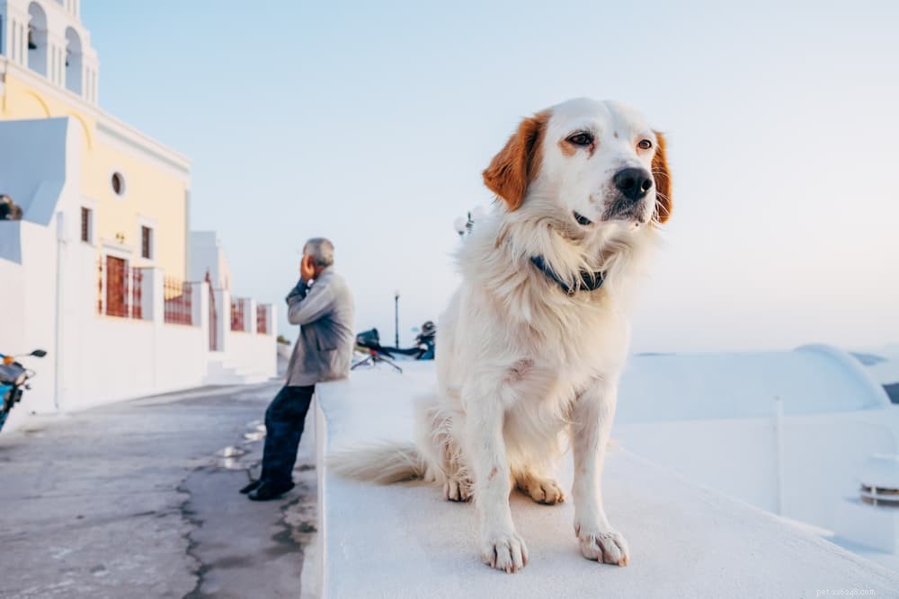 101 nomes de cães gregos incríveis