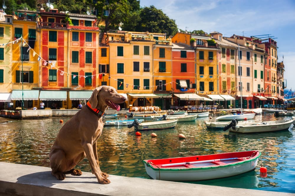 78 noms de chiens italiens qui sont Molto Buona