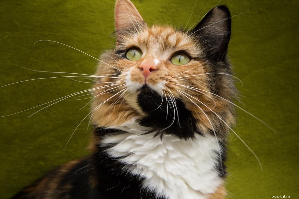 77 noms de chat Calico pour les beautés tricolores