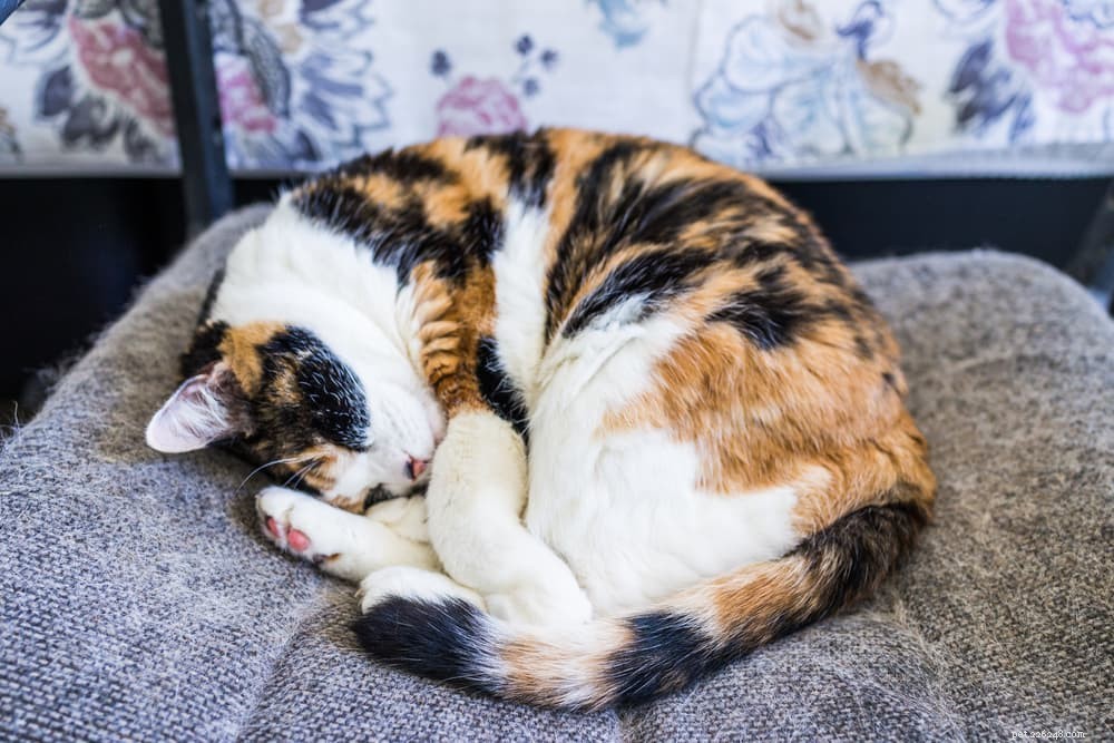77 Calico Cat Names for Tre-Colored Beautys