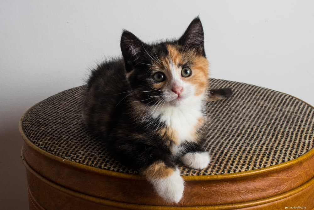 77 nomi di gatti Calico per bellezze tricolori