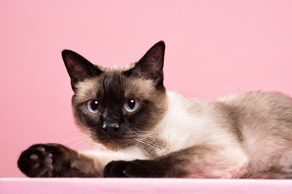 62 beste Siamese kattennamen