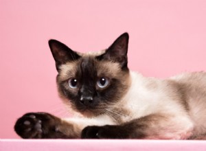 62 лучших имени для сиамских кошек