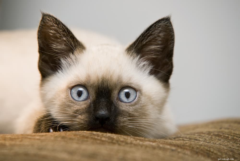 62 beste Siamese kattennamen