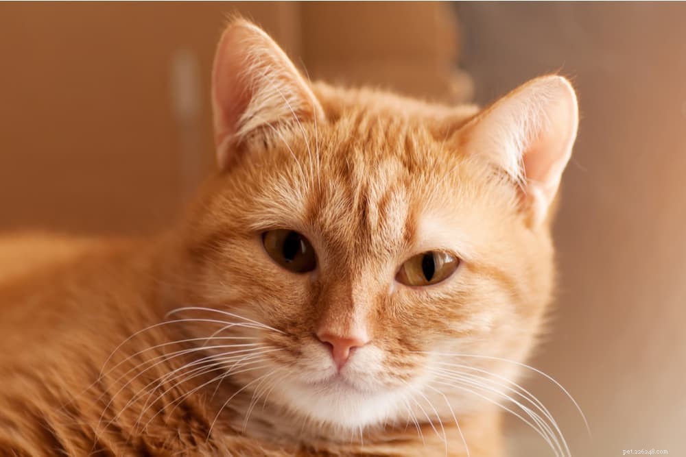 40 оранжевых имен кошек для рыжих кошек