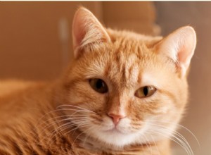 40 noms de chat orange pour les félins roux