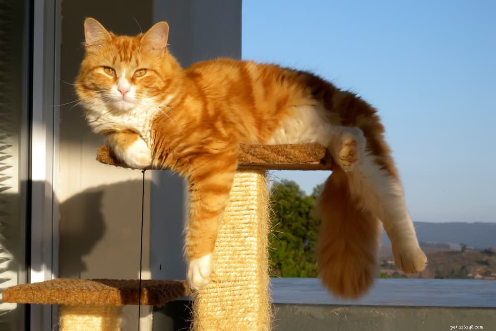 生姜色の猫の40のオレンジ色の猫の名前 