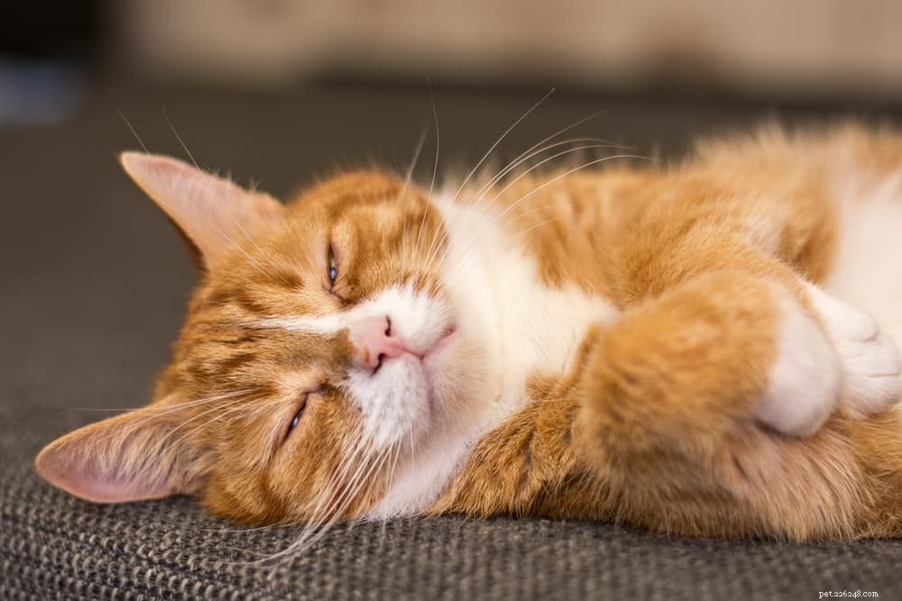 40 orange kattnamn för ingefärafärgade kattdjur