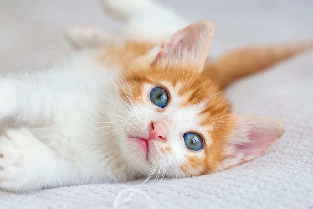 28 bons noms de chat pour votre Prissy Pet