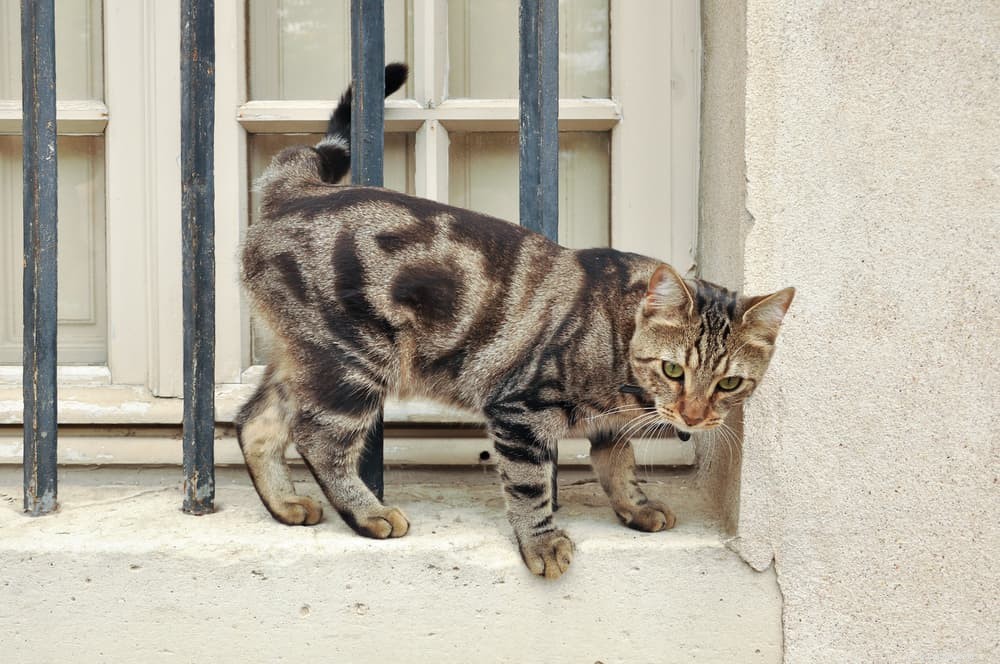 パリのフレアと87のフランスの猫の名前 